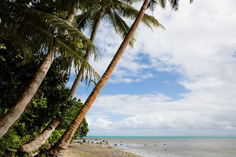shesurfs.com.au - Mikala Wilbow - surf photographer - Fijian palms